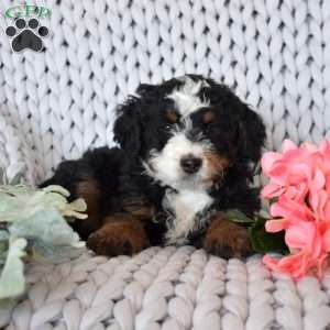 Colby, Mini Bernedoodle Puppy