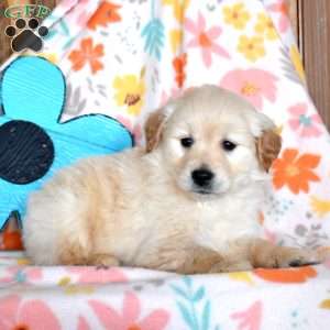 Colby, Golden Retriever Mix Puppy
