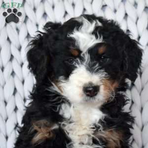 Colby, Mini Bernedoodle Puppy