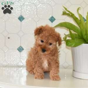 Colby, Shih-Poo Puppy