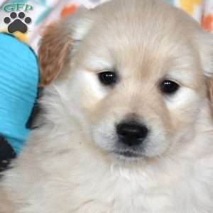 Colby, Golden Retriever Mix Puppy