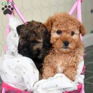 Chipper, Shih-Poo Puppy