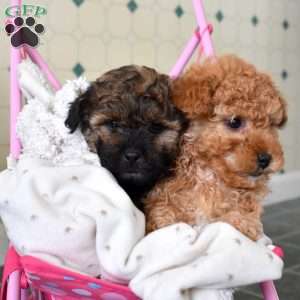 Chipper, Shih-Poo Puppy