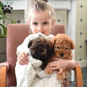 Chipper, Shih-Poo Puppy