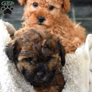 Chipper, Shih-Poo Puppy