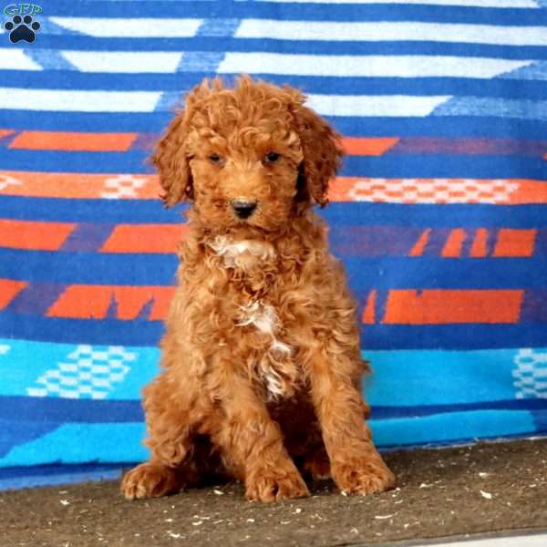 Colby, Mini Goldendoodle Puppy
