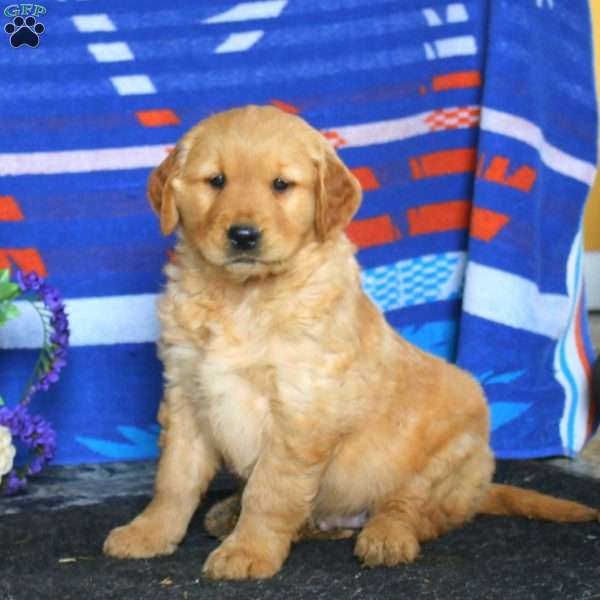 Colby, Golden Retriever Puppy