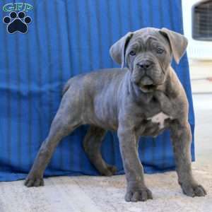 Colby, Cane Corso Puppy