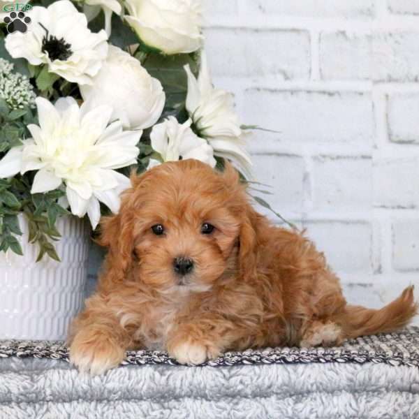 Coty, Cavapoo Puppy