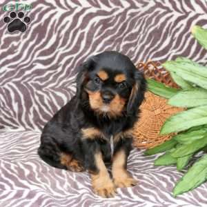 Collin, Cavalier King Charles Spaniel Puppy