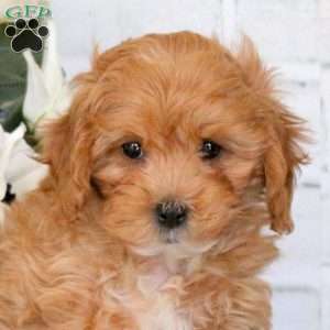 Coty, Cavapoo Puppy