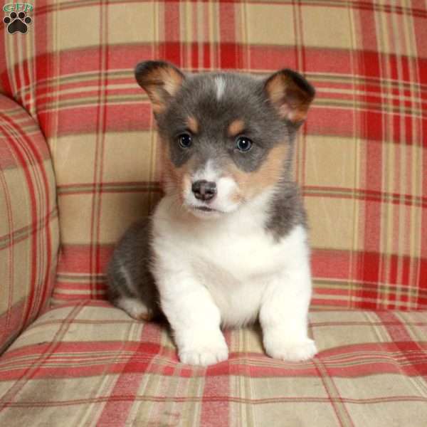 Colton, Pembroke Welsh Corgi Puppy