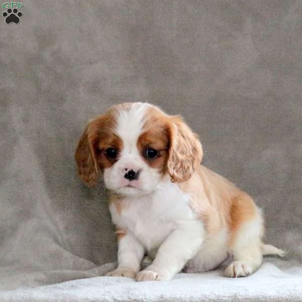 Colton, Cavalier King Charles Spaniel Puppy