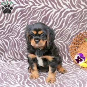 Colton, Cavalier King Charles Spaniel Puppy