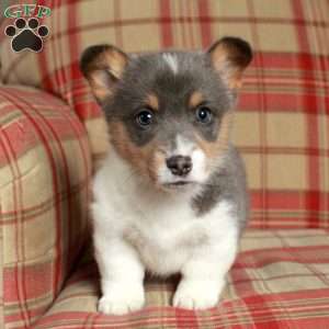 Colton, Pembroke Welsh Corgi Puppy