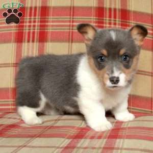 Colton, Pembroke Welsh Corgi Puppy