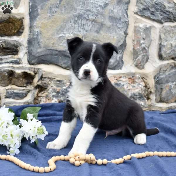 Commander, Border Collie Puppy