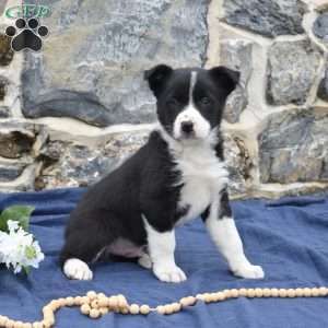 Commander, Border Collie Puppy