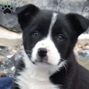 Commander, Border Collie Puppy