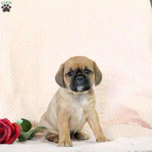 Conner, Pug Mix Puppy