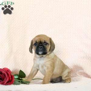 Conner, Pug Mix Puppy