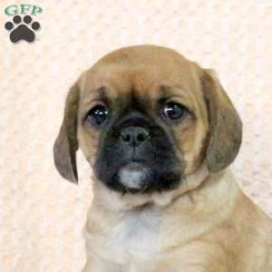 Conner, Pug Mix Puppy