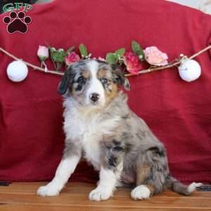 Connie, Mini Aussiedoodle Puppy