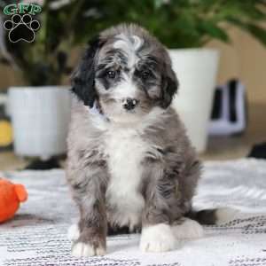 Conner, Bernedoodle Puppy