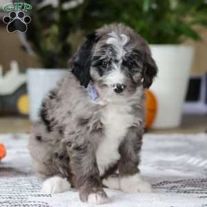Conner, Bernedoodle Puppy