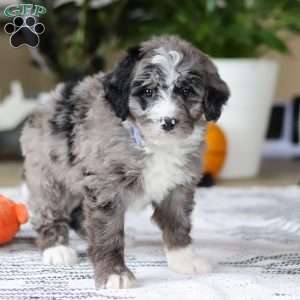 Conner, Bernedoodle Puppy