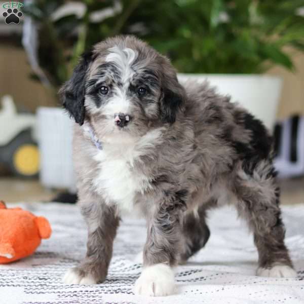 Conner, Bernedoodle Puppy