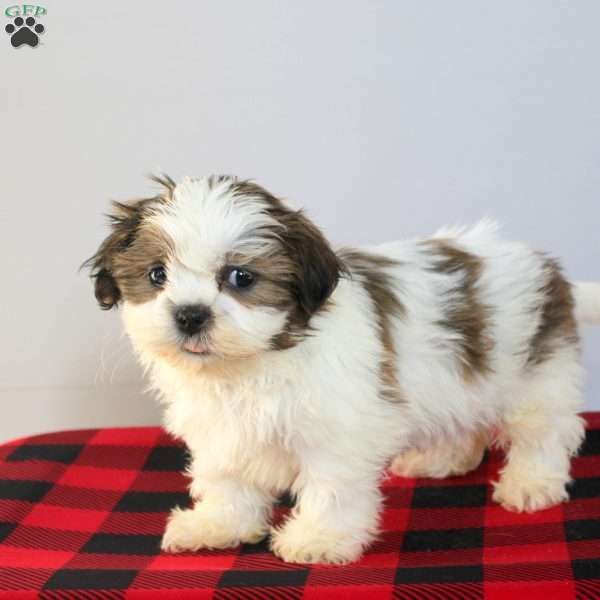 Connor, Shih Tzu Puppy