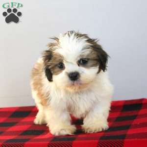 Connor, Shih Tzu Puppy