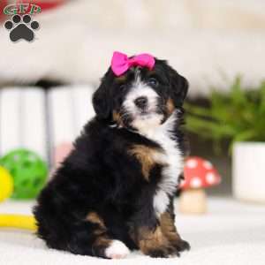 Cookie, Mini Bernedoodle Puppy