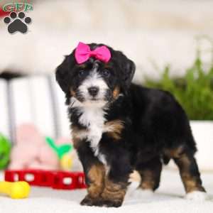 Cookie, Mini Bernedoodle Puppy
