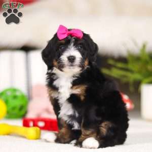 Cookie, Mini Bernedoodle Puppy