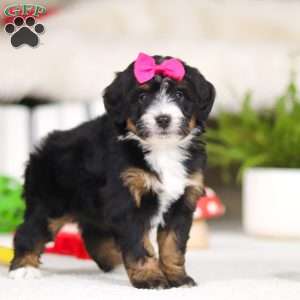 Cookie, Mini Bernedoodle Puppy