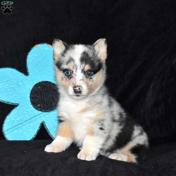 Cookie, Pembroke Welsh Corgi Puppy