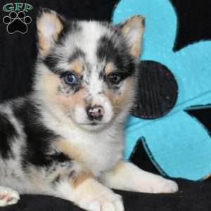 Cookie, Pembroke Welsh Corgi Puppy