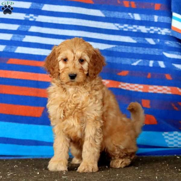 Cookie, Mini Goldendoodle Puppy