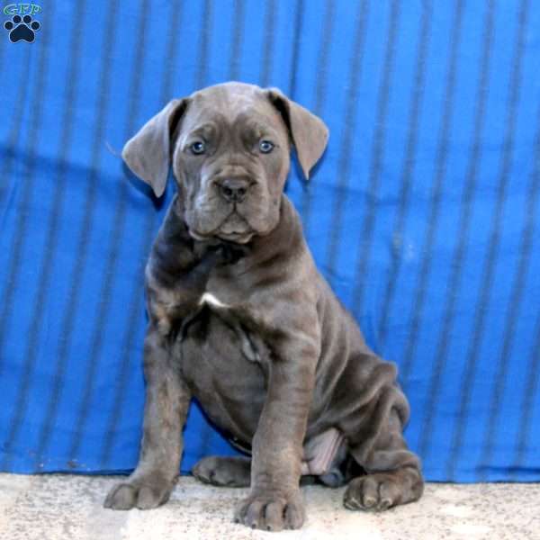 Cookie, Cane Corso Puppy
