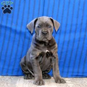 Cookie, Cane Corso Puppy