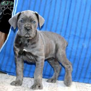 Cookie, Cane Corso Puppy