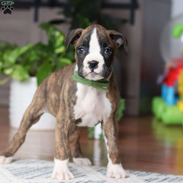 Cooper, Boxer Puppy