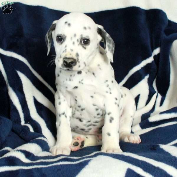 Cooper, Dalmatian Puppy