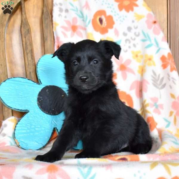 Cooper, Golden Retriever Mix Puppy