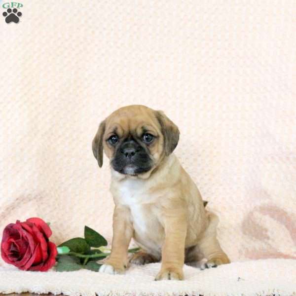 Cooper, Pug Mix Puppy