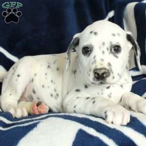 Cooper, Dalmatian Puppy