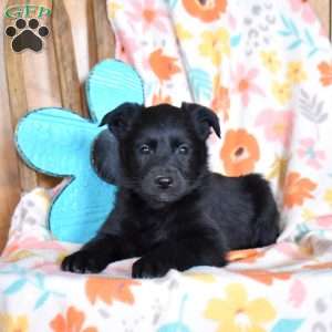 Cooper, Golden Retriever Mix Puppy