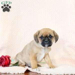 Cooper, Pug Mix Puppy